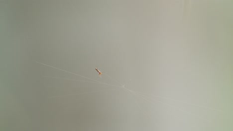 Wide-shot-of-Orb-weaver-spider-busy-spinning-its-Web