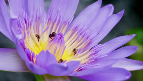 Closeup-Purple-Lotus-flower-with-bee-swarm-on-water-surface