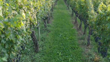 Close-up-view-of-grape-vines-ready-for-harvest