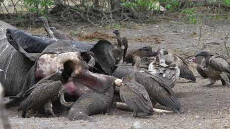 Long-shot-of-vultures-scavenging-meat-out-of-an-elephant-carcass