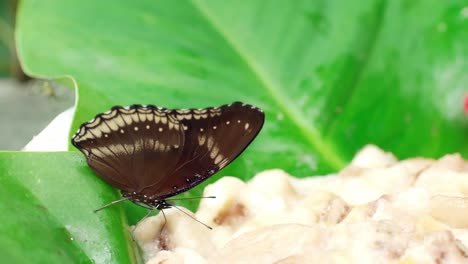 Schmetterlingsausschlag-Auf-Stapel-Von-Lebensmitteln-Und-Blättern