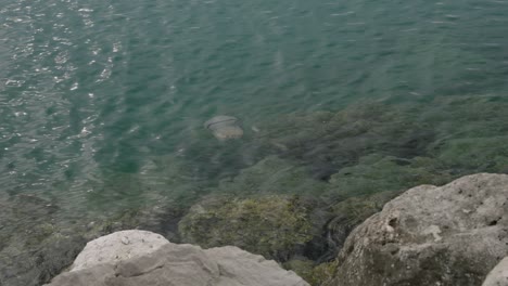 Una-Medusa-De-Barril-Nadando-En-Agua-De-Mar-Clara,-Cerca-De-La-Costa-Rocosa