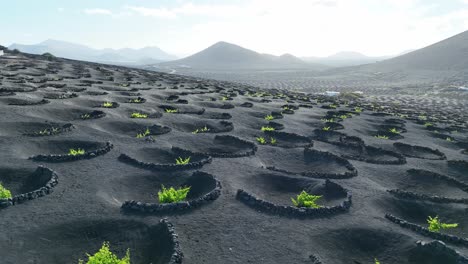Special-viticulture-in-the-volcanic-island