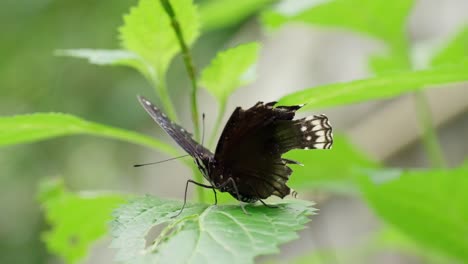 Mariposa-Negra-Esparciendo-Alas-Dañadas-En-Hojas-Verdes-En-El-Jardín-Natural