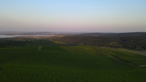 Aerial-rising-view-of-a-vineyard-and-surrounding-hills-with-a-dam-in-the-background