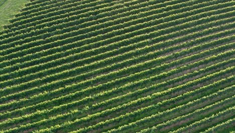 Rows-of-grapes-vineyard-on-hillside