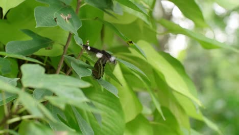 Butterfly-on-the-branch-in-the-natural-garden
