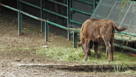 European-Bison-Calf-Eating-Hay-Grass-In-The-Gdansk-Zoo