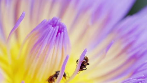 Close-up-of-bee-pollinate-lotus-flower-background