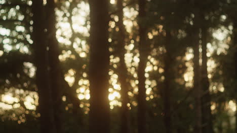 Dichter-Wald-Mit-Blick-Auf-Den-Sonnenuntergang,-Künstlerisch-Fotografiert-Mit-Bokeh-Effekt---Mittlerer-Schuss