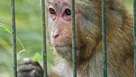 Close-Up-Of-Rhesus-Monkey-In-Cage-Eating-Leaf