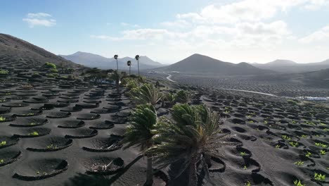 Special-viticulture-in-the-volcanic-region-of-Lanzarote---Canary-islands