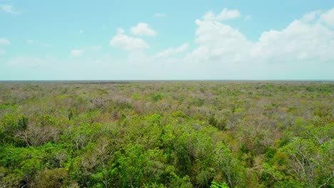 Drone-Flying-Over-Vibrant-Green-Jungle-Rainforest-Trees