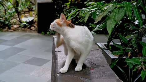 Streunende-Weiß-orangefarbene-Katze,-Die-In-Einem-Makati-Park-Eine-Pause-Von-Der-Nahrungssuche-Einlegt