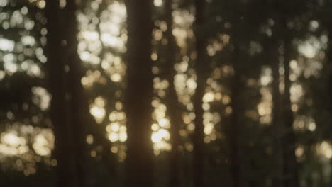 Schöner-Bokeh-Fotografischer-Effekt-Des-Waldes-Im-Sonnenuntergang---Mittlere-Aufnahme