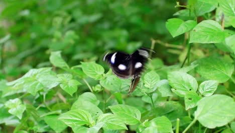 Schwarzer-Schmetterling-Auf-Grünen-Blättern-In-Der-Gartennatur