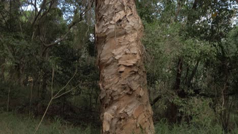 Bark-Peeling-Off-The-Large-Paperbark-Tree-At-The-Forest-Of-The-Nature-Reserve-In-Thala-Beach-In-Port-Douglas,-QLD,-Australia