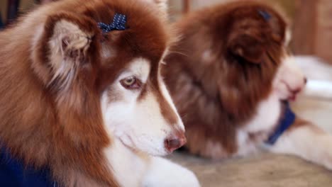 Two-large,-long-haired-brown-dogs-sat-waiting-with-their-pet-cuteness