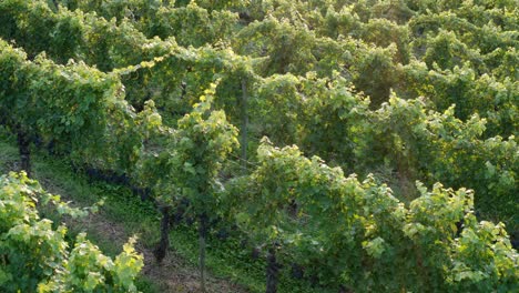 Slow-aerial-of-rows-of-grapes,-vineyard-for-winemaking
