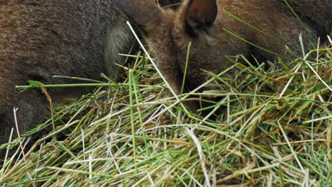 Young-Red-necked-Wallaby-Eating-Hay-Grass-Next-To-His-Mother