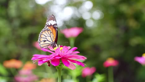 Monarch-Butterfly---A-monarch-butterfly-feeding-on-pink-flowers-in-a-Summer-garden