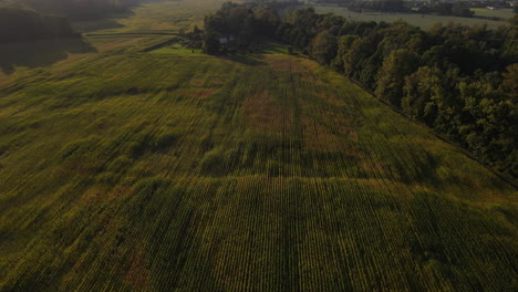 Flying-over-a-field-planted-with-crops-during-the-golden-hour