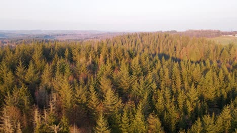 Vista-Panorámica-De-Un-Bosque-Europeo-Durante-Una-Vibrante-Puesta-De-Sol-De-Invierno