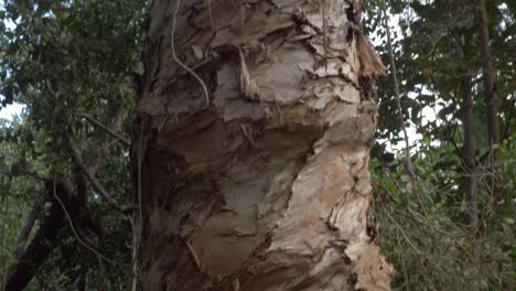 Piel-áspera-De-árboles-Que-Crecen-En-El-Bosque-De-La-Reserva-Natural-De-Thala
