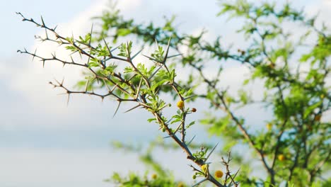 Close-Up,-Vachellia-karroo-or-sweet-thorn-acacia-branch-with-blue-sky-background