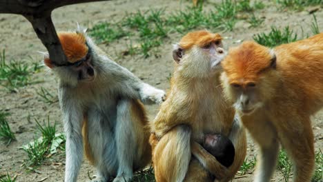 Portrait-Of-A-Ground-Dwelling-Patas-Monkey-Family-In-Gdańsk-Zoo,-Poland