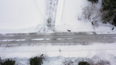 TOP-DOWN-Aerial-SLIDE-over-four-deer-standing-in-a-snowy-road