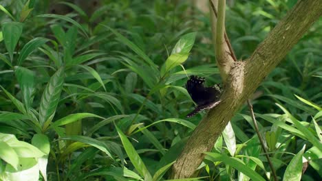 Schwarzer-Schmetterling-Auf-Grünen-Blättern-In-Der-Gartennatur