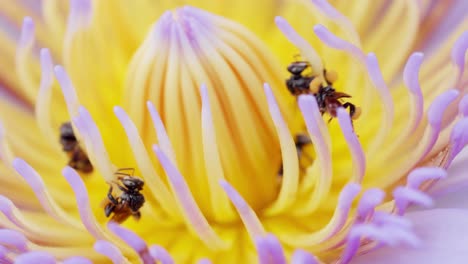 Schöne-Seerose-Oder-Lotusblume-Mit-Biene