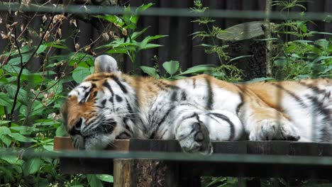 Tigre-Siberiano-Acostado-Y-Durmiendo-Dentro-De-Una-Jaula-En-El-Zoológico-De-Gdansk