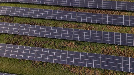 Several-deer-hiding-underneath-the-panels-of-a-large-solar-farm-at-sunset