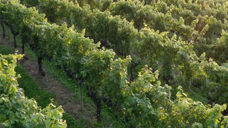 Rows-of-grapes-ready-for-harvest