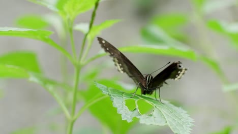 Black-butterfly-spreading-damaged-wings-on-green-leaves-in-nature-garden