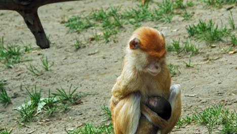 Mono-Patas-Sentado-En-El-Suelo-Y-Sosteniendo-A-Su-Bebé-En-El-Zoológico-De-Gdansk-En-Polonia