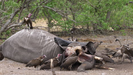 Vultures-eat-a-dead-elephant-and-fight-over-the-scraps