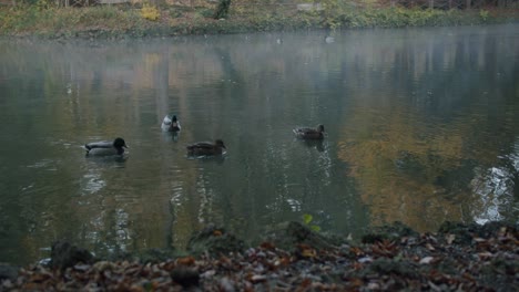 Vier-Enten-Schwimmen-Im-Fluss-Lambro-Im-Park-Von-Monza-In-Italien-An-Einem-Kalten-Und-Nebligen-Morgen-Im-Herbst-Während-Der-Blauen-Stunde-Kurz-Vor-Sonnenaufgang