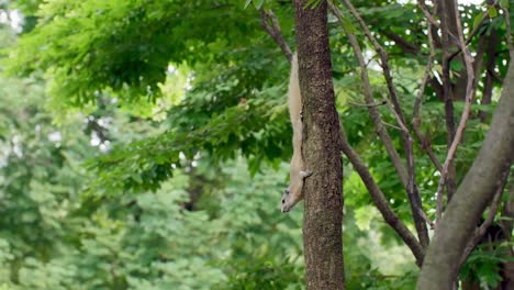 Eichhörnchen-Auf-Dem-Baumstamm-Im-Park