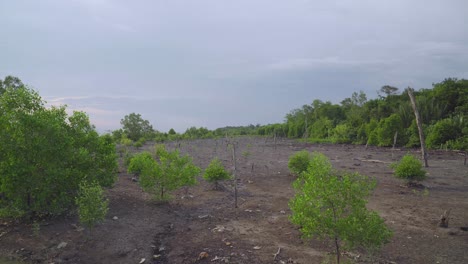 Tropical-mangrove-trees-and-dead-trees-during-low-tide-period-with-rainforest-and-cloudy-sky-background