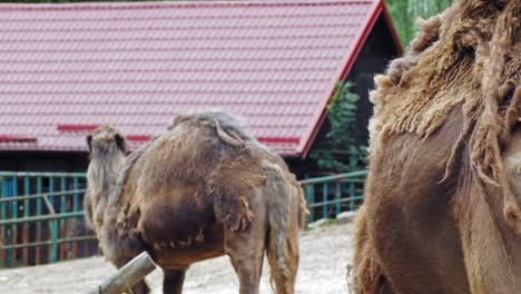 View-Of-Dromedaries,-Or-Arabian-Camels,-With-Brown-Fur-And-One-Hump-On-Its-Back