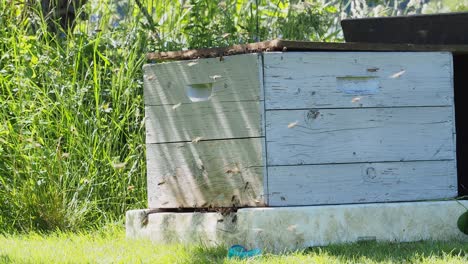 Die-Bienen,-Die-Vom-Sammeln-Des-Honigs-Zurückkehren,-Fliegen-Zurück-Zum-Bienenstock