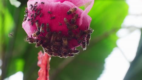Der-Bienenschwarm-Versammelte-Sich,-Um-Nektar-Zu-Sammeln,-Um-In-Zeitlupe-Ein-Nest-Zu-Bauen