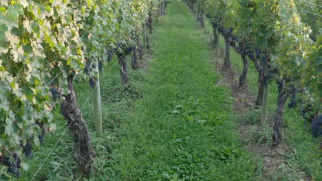 Closeup-of-rows-of-vineyard