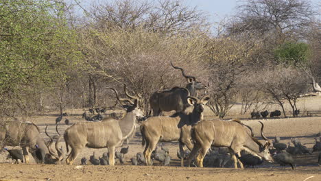 A-bachelor-herd-of-kudu-bulls-graze-among-a-flock-of-guineafowl-in-a-clearing-of-trees-in-Botswana,-South-Africa