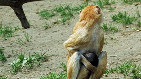 Mother-Wadi-Monkey-Looking-Around-While-Feeding-Its-Baby-On-Semi-arid-Landscape