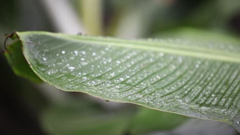 Close-up-of-a-tropical-palm-leaf-with-rain-drops