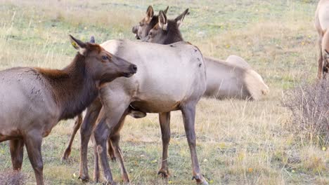 Mother-Elk-Nursing-Her-Suckling-Baby-Calf-Discreetly-With-Their-Herd-In-The-Wilderness-Of-Rocky-Mountain-National-Park